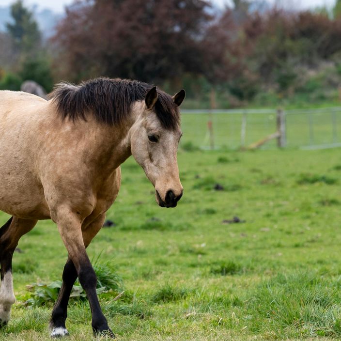 A group horse riding tour