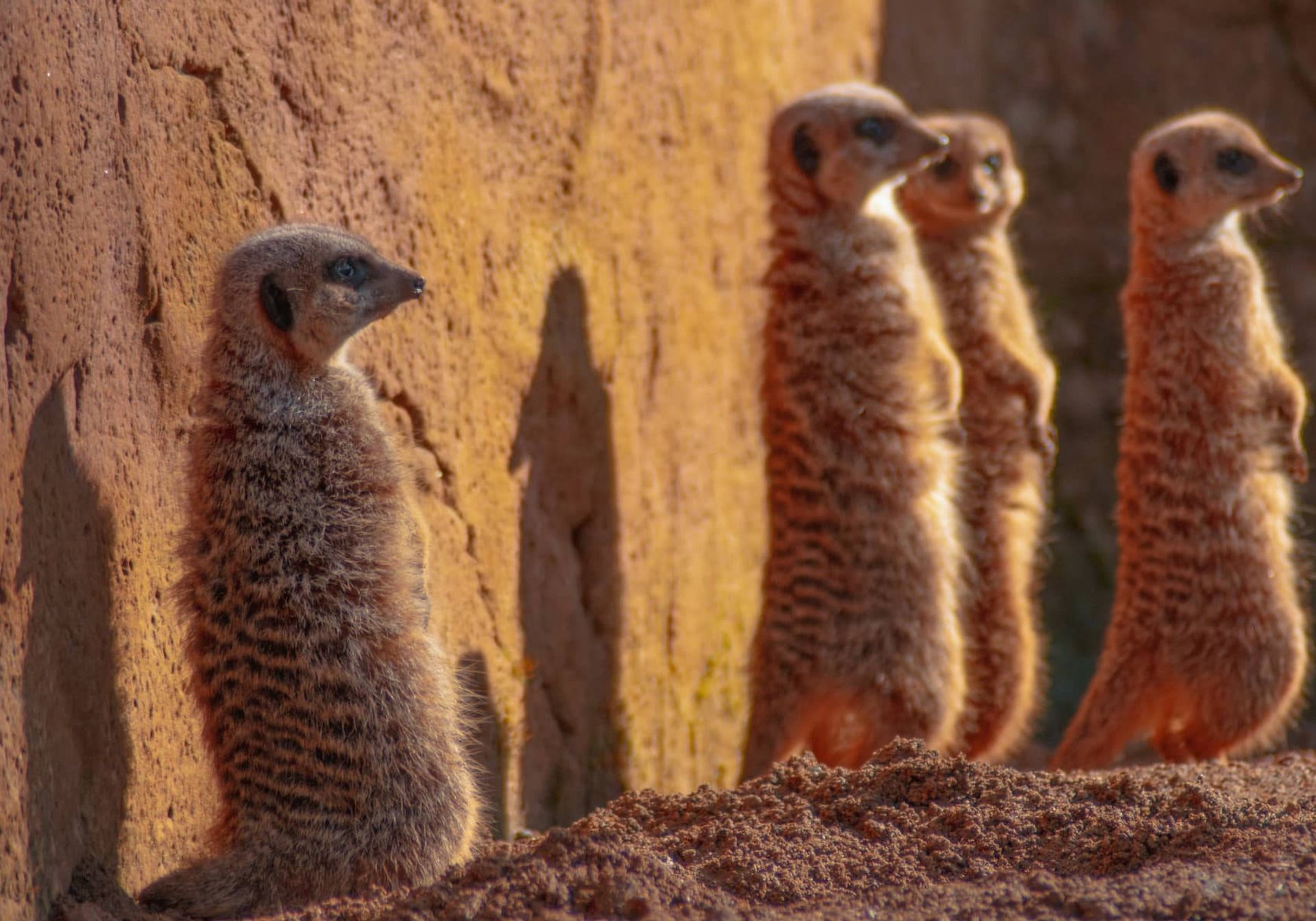 Four meerkats stood on a rock 