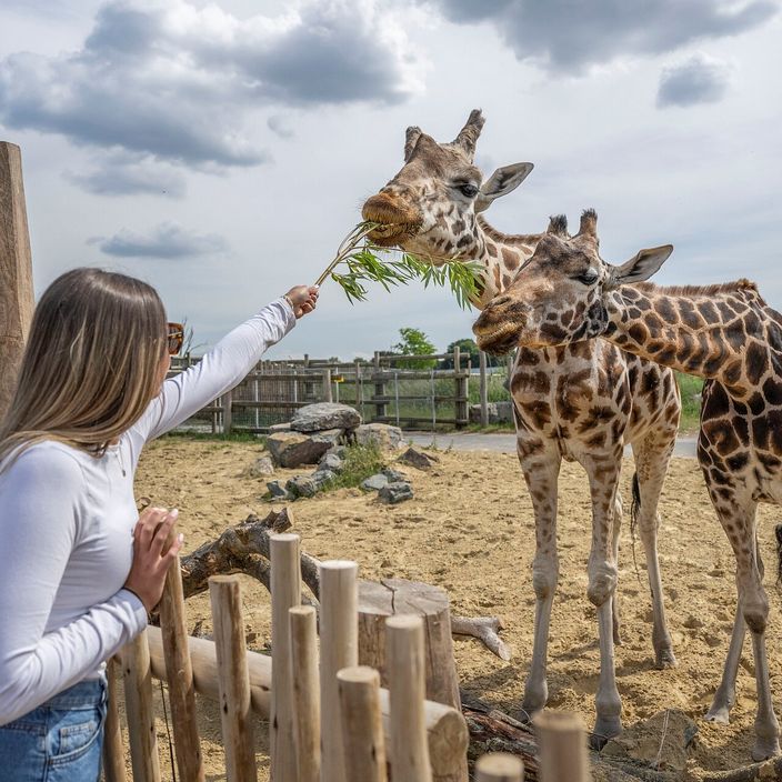 west midlands safari park safari drive with a giraffe