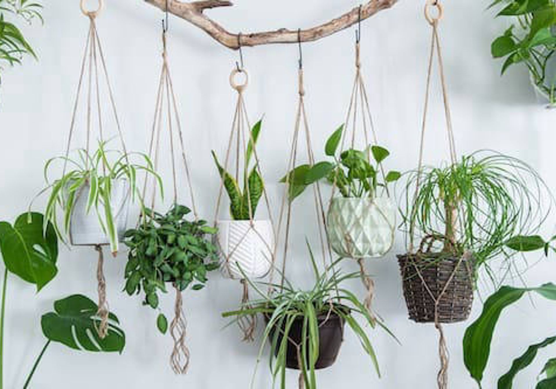 Six Macrame Plant Hangers on a wall