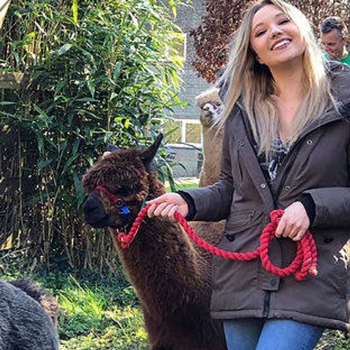 Person walking an alpaca