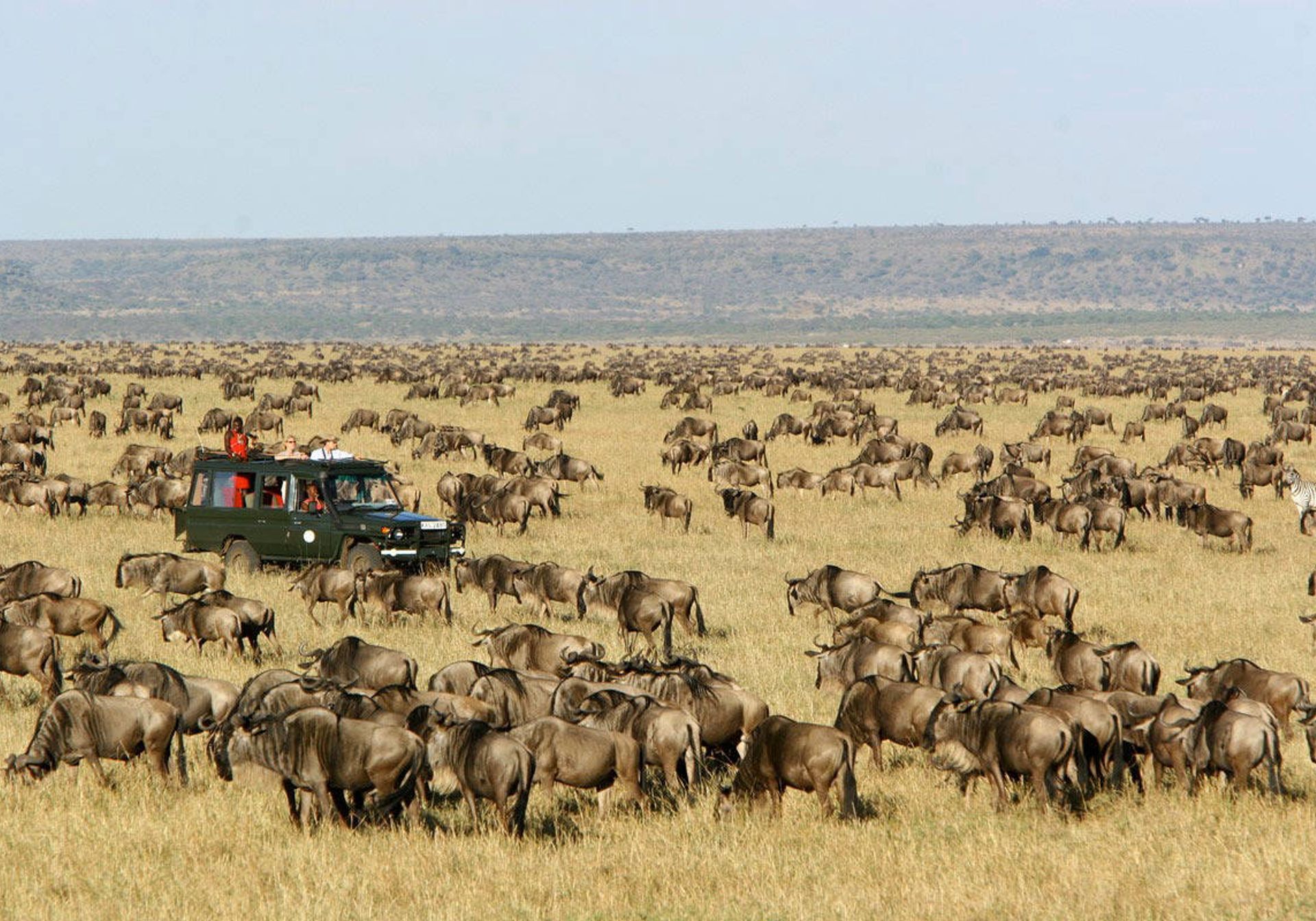 The Great Migration in Masai Mara National Park